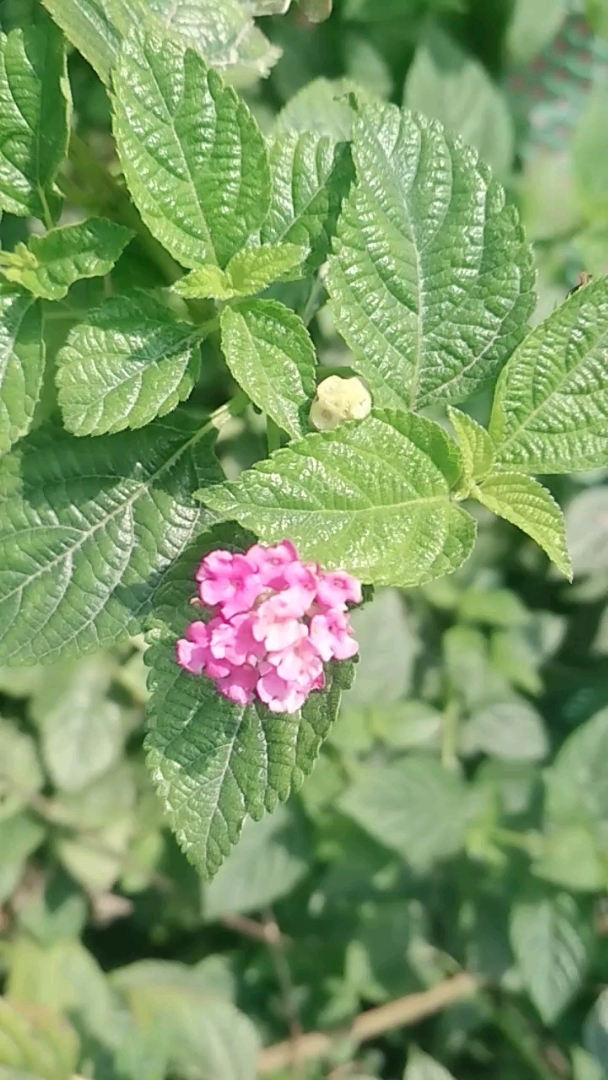 植物园:七彩色花
