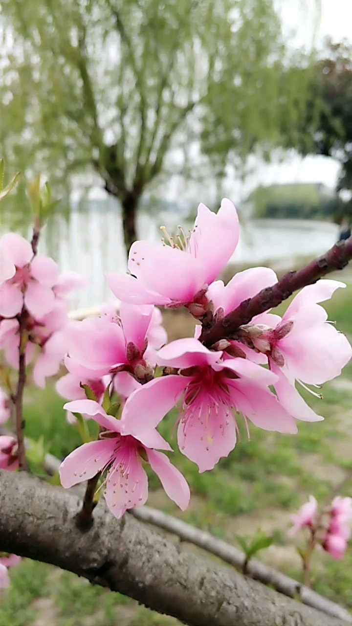 杏花落時,桃花便開了.