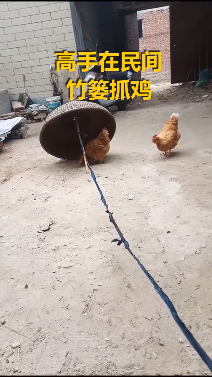 搞笑视频#小时候经常用竹篓抓鸡