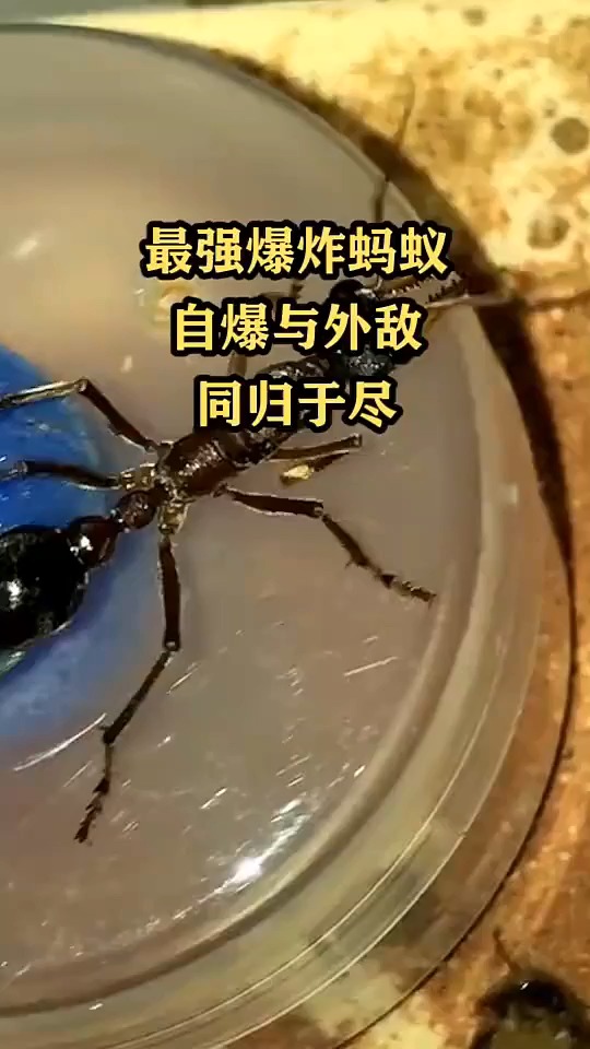 最强爆炸蚂蚁,自爆与外敌同归于尽-全民小视频