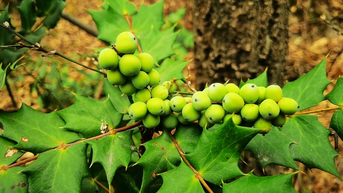 刺黄连,十大功劳!果子会变红,变黑!