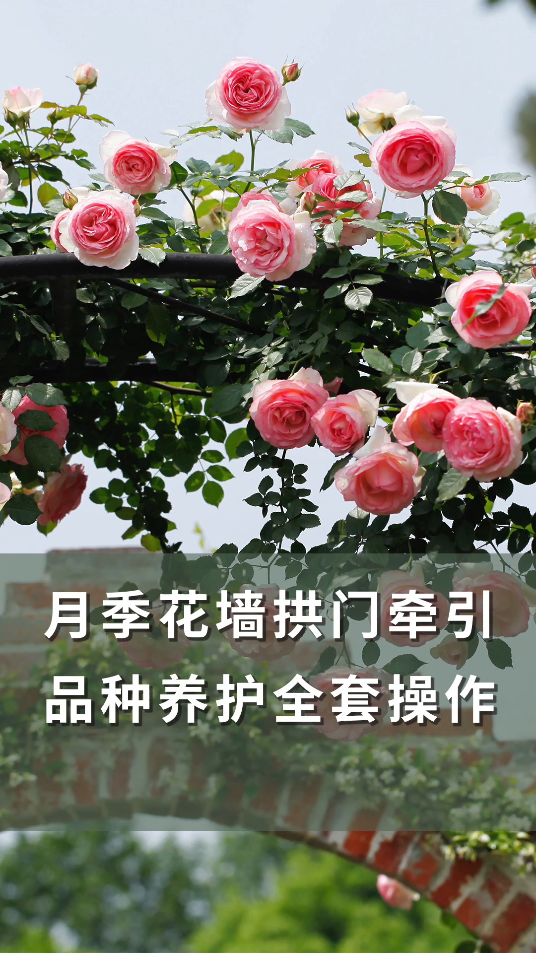 【海妈园艺课堂】月季花墙拱门牵引,品种养护全套操作!-度小视