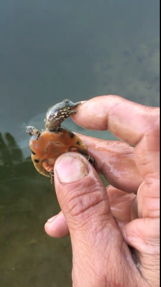 天生就会咬人的甲鱼