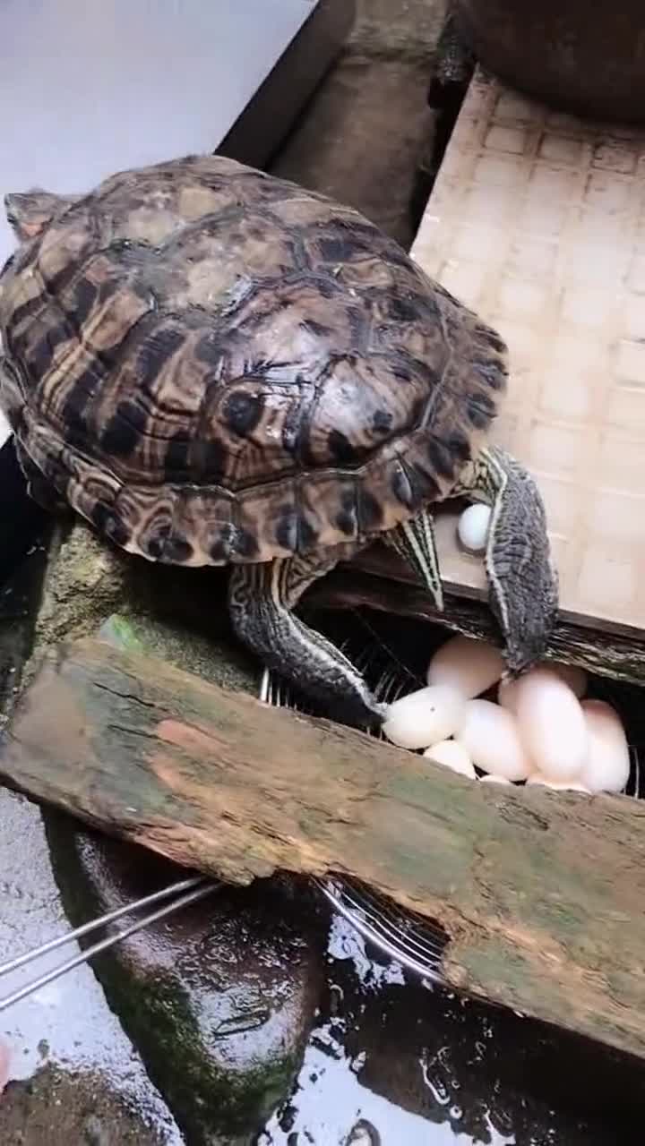乌龟开始下蛋,看来得给乌龟准备一个专属龟盆了