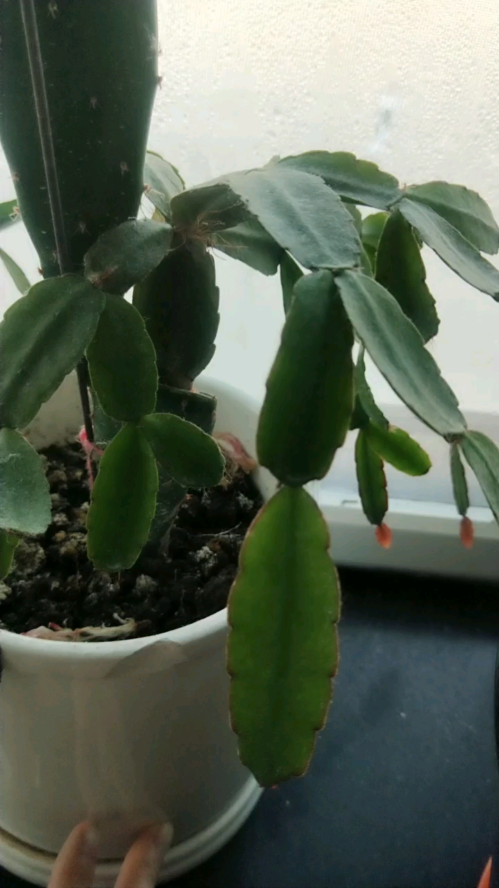 嫁接的昙花,能开花吗3-22