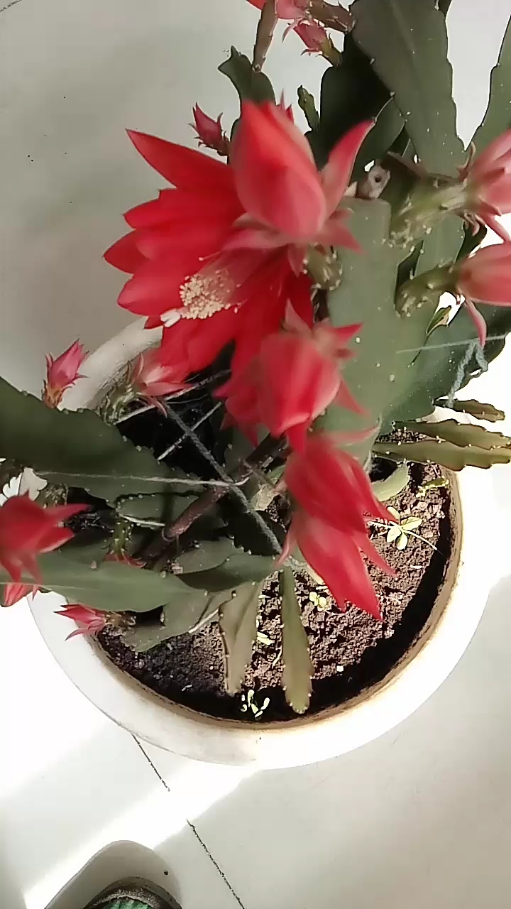 仙人剑花真好看