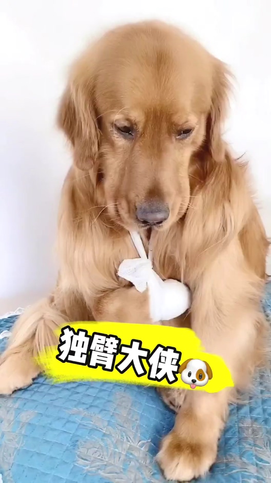 我家萌宠成精了#狗狗成了"独臂大侠",不过这点小伤也不算什么!