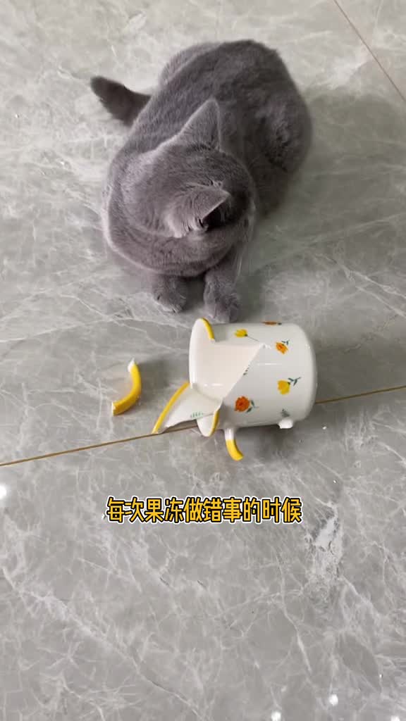 搞笑萌宠#家里有只绿茶猫是什么体验?