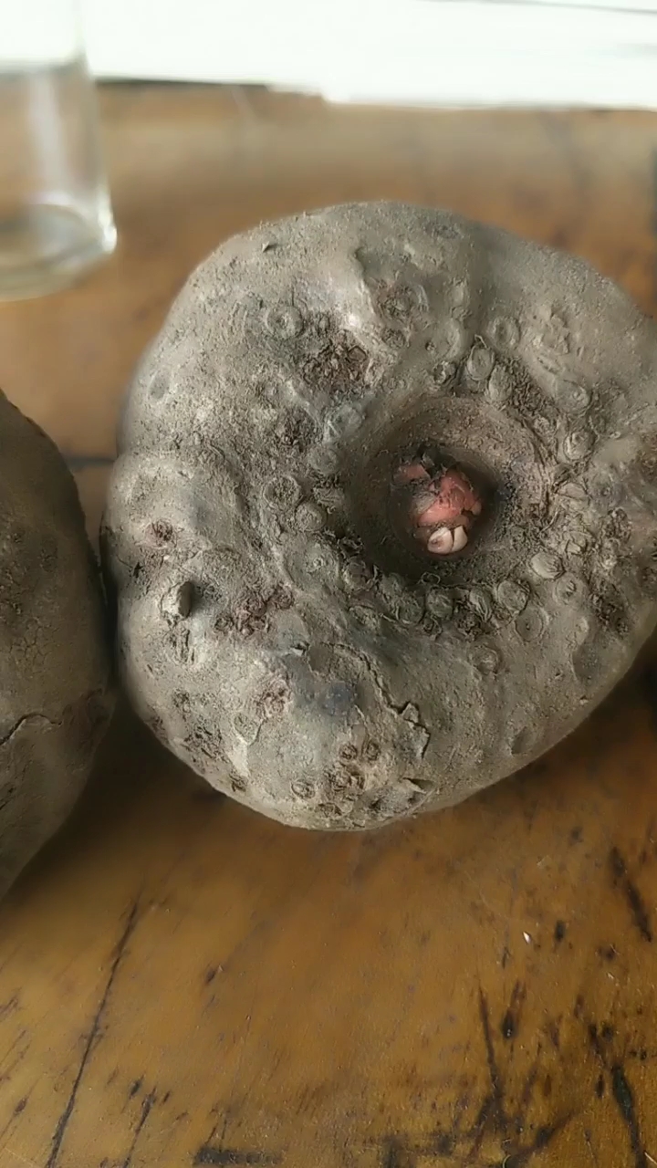 珠芽红魔芋二代种