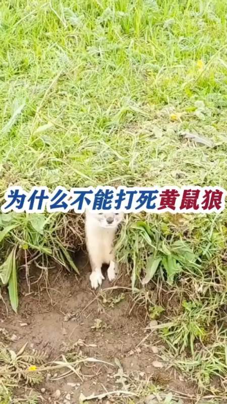 为什么不能打死黄鼠狼?经专家研究,确实不能杀