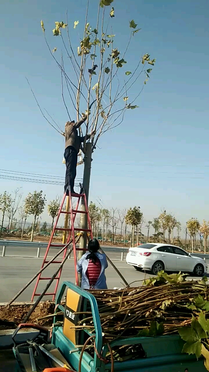 法桐树修剪图片大全图片