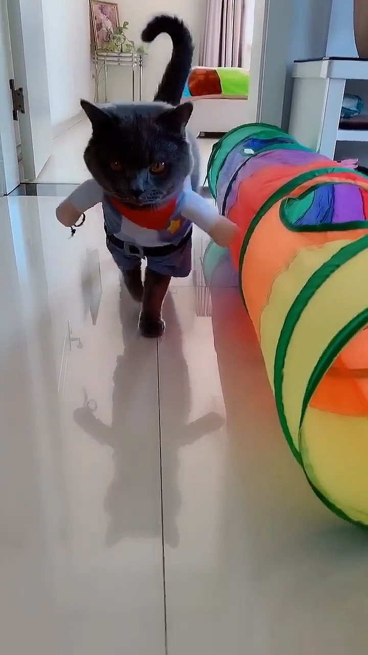 赵孟楷书#小老妹儿 没事儿出来走两步