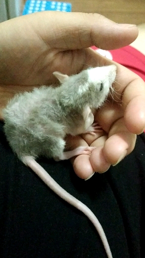 到家一周的鼠仔.剪牙剪指甲都很听话.