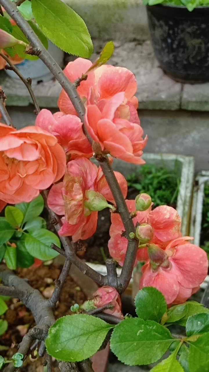 铁梗海棠花期快过了