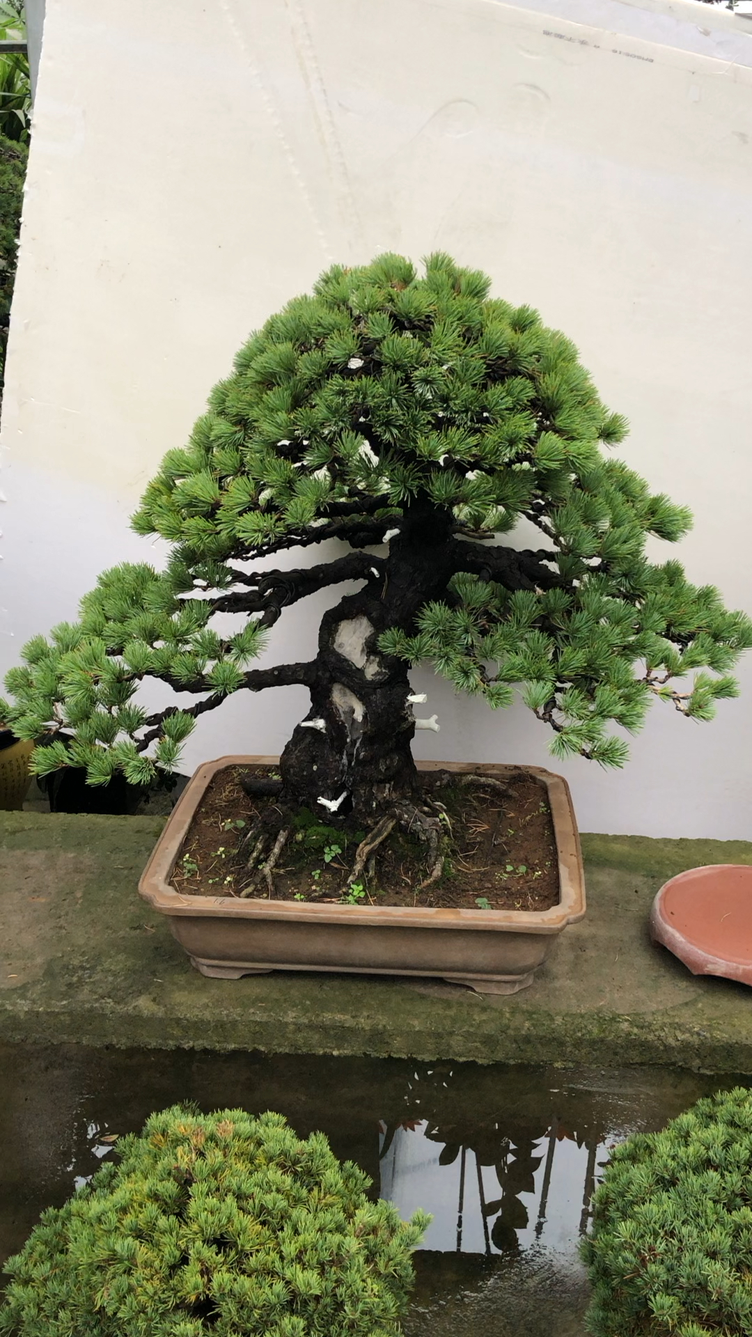 实拍 百年老松 百年沧桑 难得一见 实在漂亮