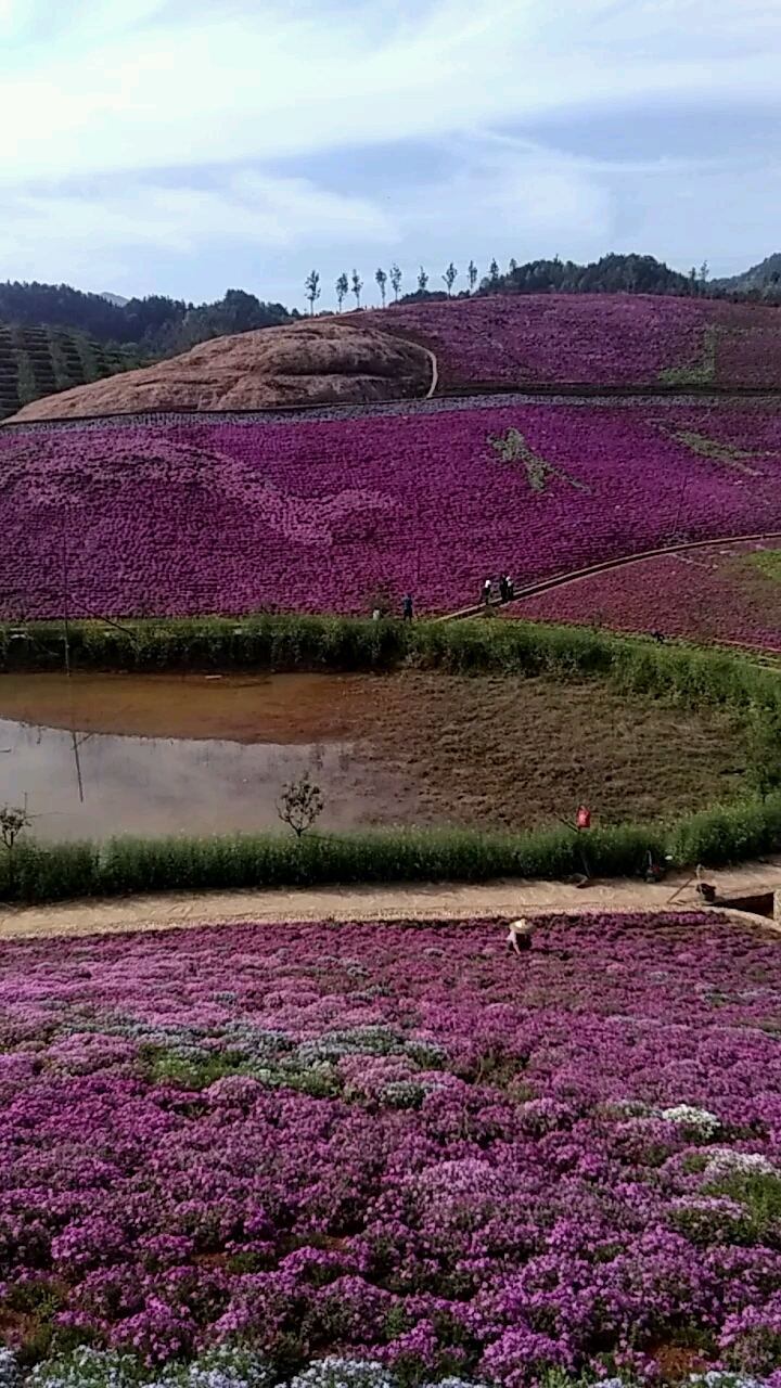 春暖花开,茶乡花海,花仙谷