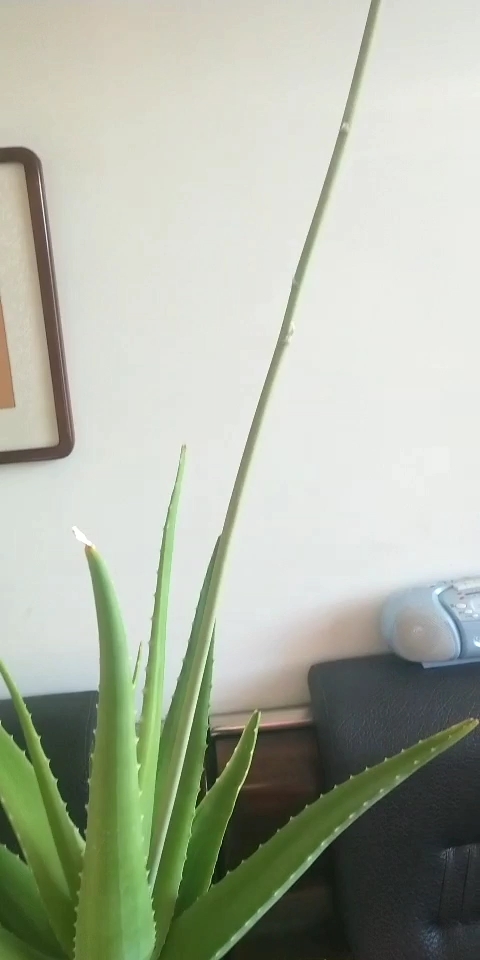 看我家芦荟开花结果了