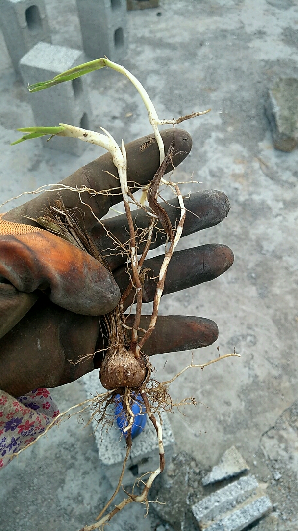 这到底是植物?长这样大的圆根!