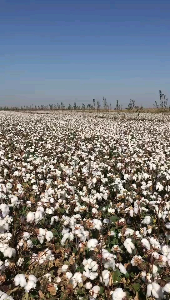 白茫茫的一片棉花