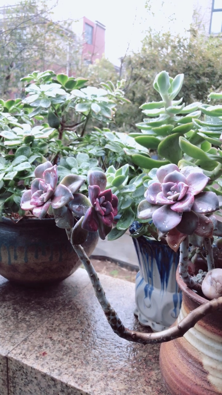 造型独特的紫乐老桩.