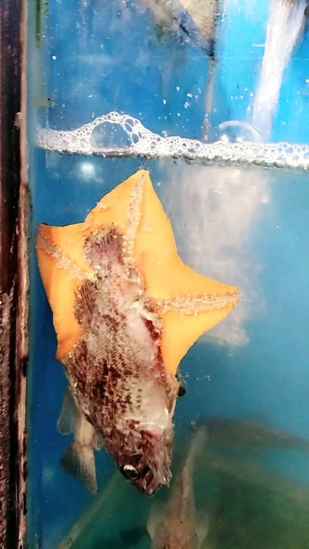 海星吃鱼,老铁们见过吗
