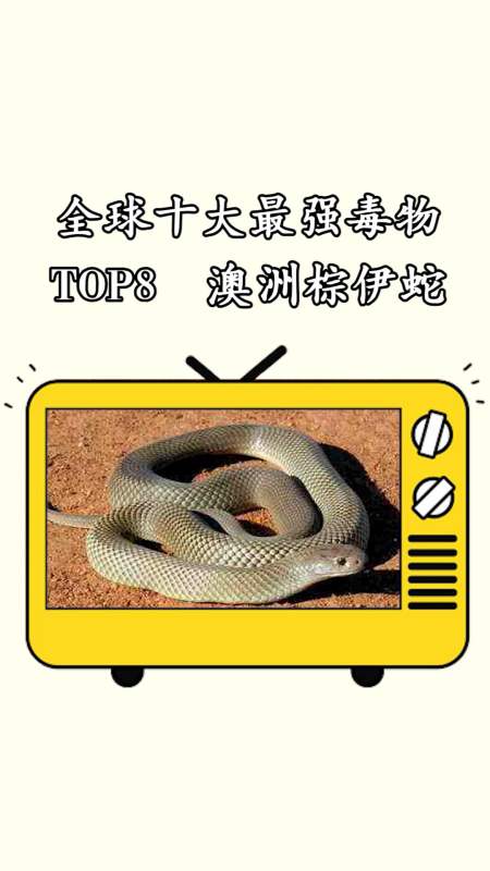 动物世界全球十大最强毒物排行榜top8澳洲棕伊蛇