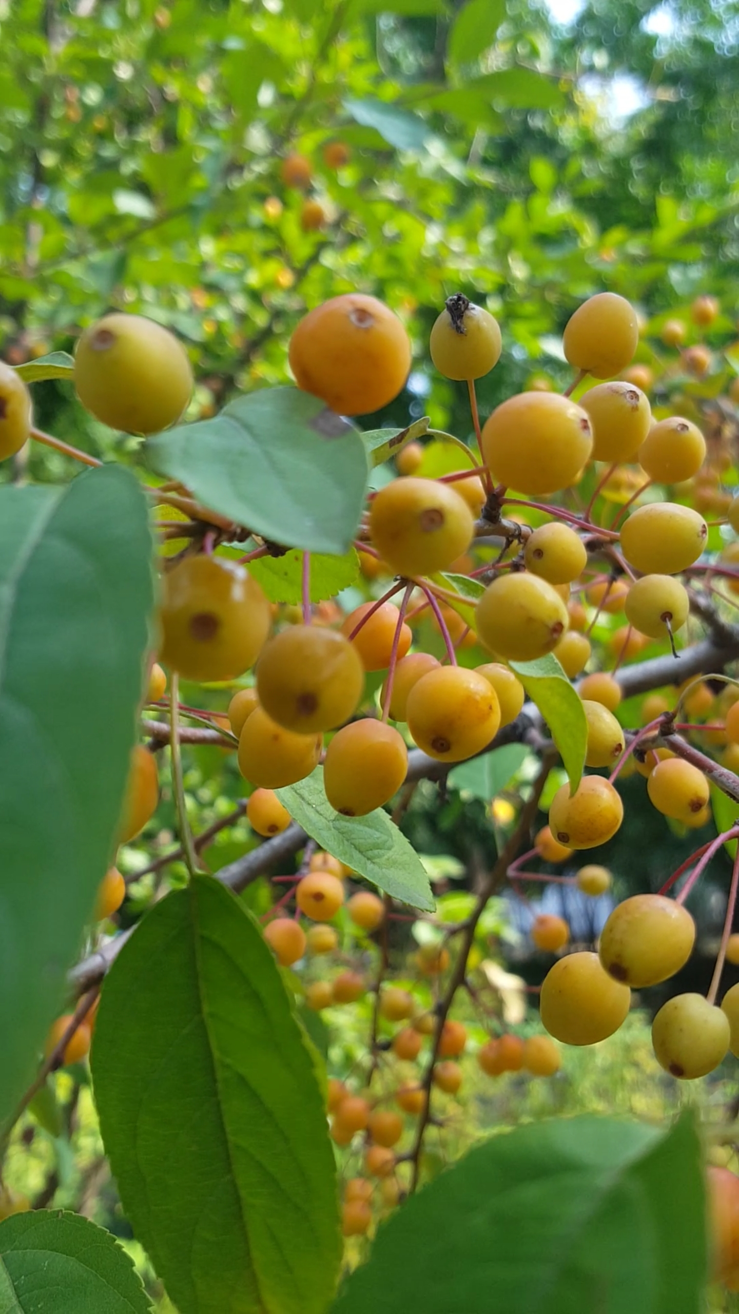 新年吃点好的#漂亮的黄色小果子,美极了!