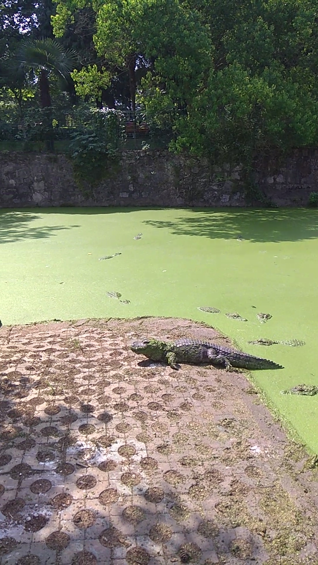 安徽宣城市扬子鳄基地