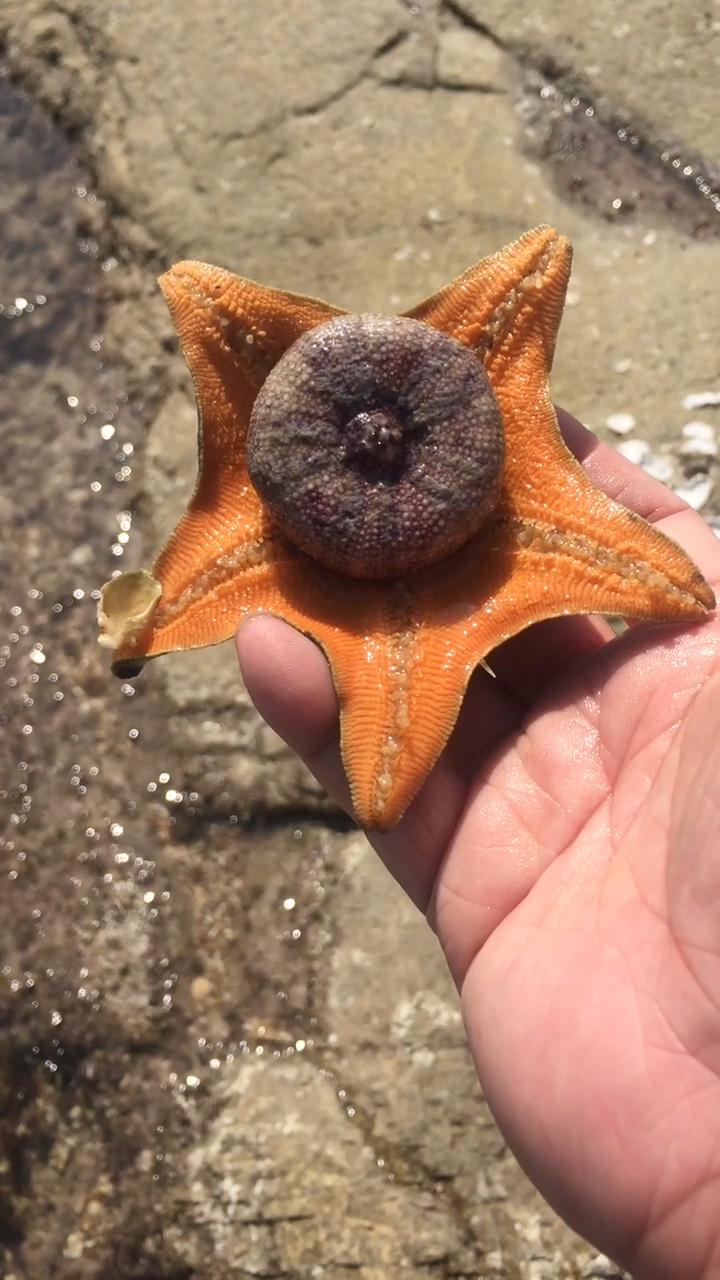 被海星敲破硬壳吃了一半的海胆,遇上克星了