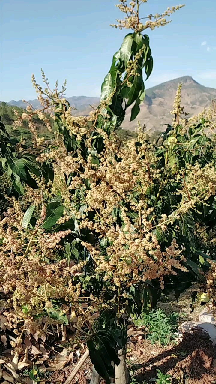 芒果花香
