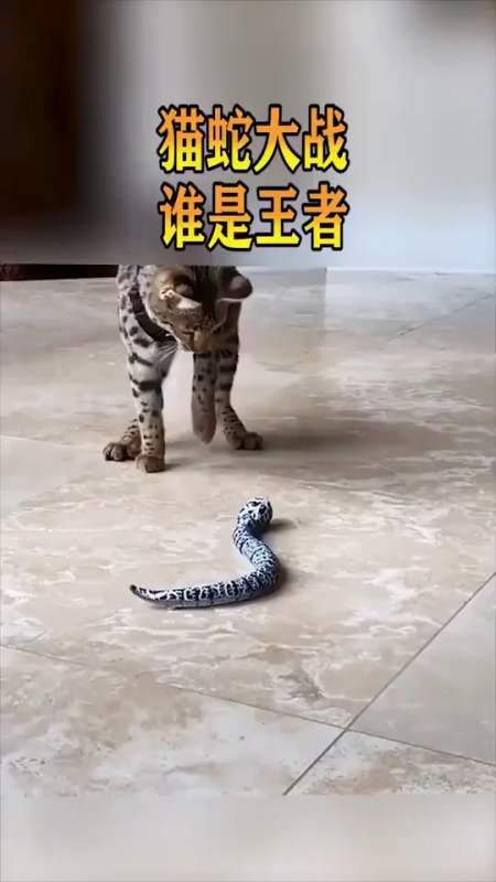 猫蛇大战,谁会是最后的王者这也太激烈了