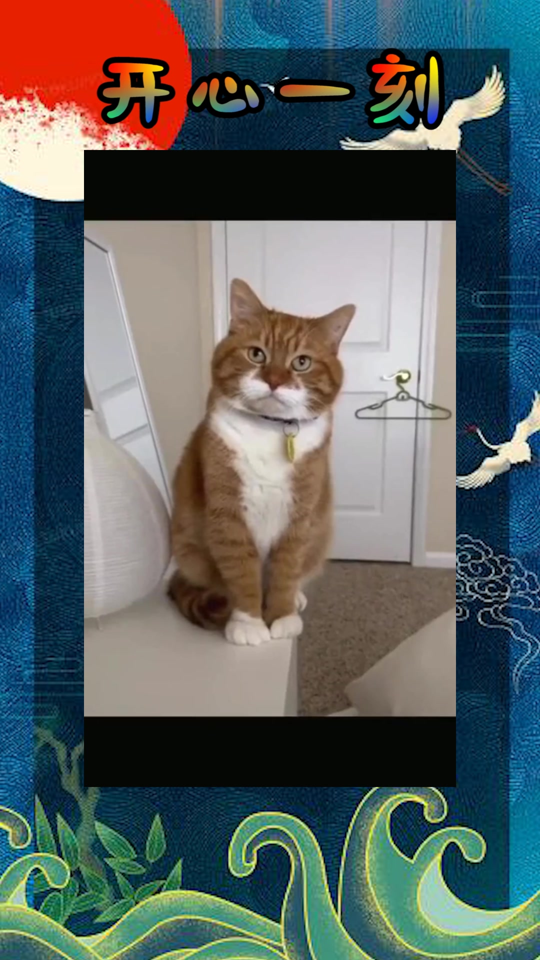 我要上热门#猫表示,我永远稳如泰山,谁都动摇不了