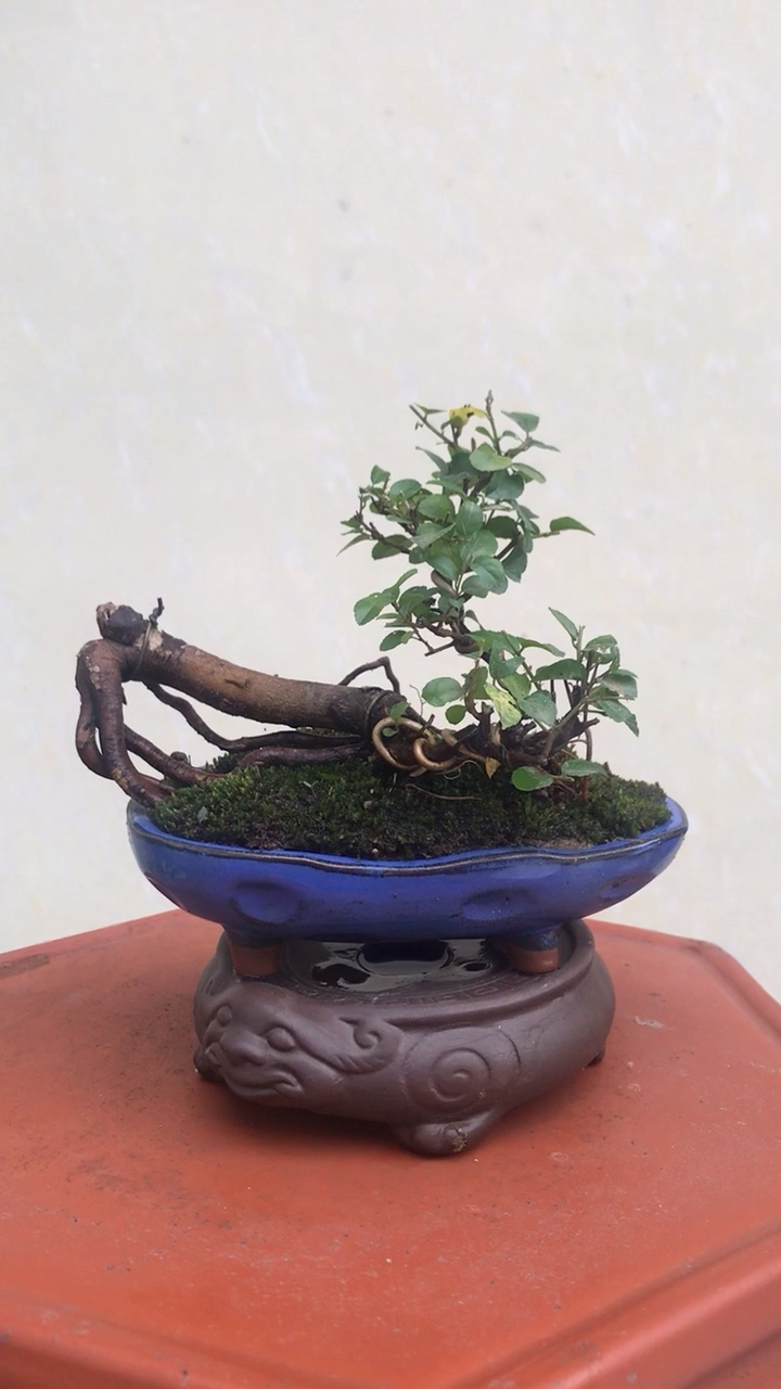 小叶红芽雀梅盆景