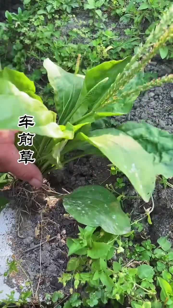 车前草,生命力顽强,农村路边常见它的身影,用处很多