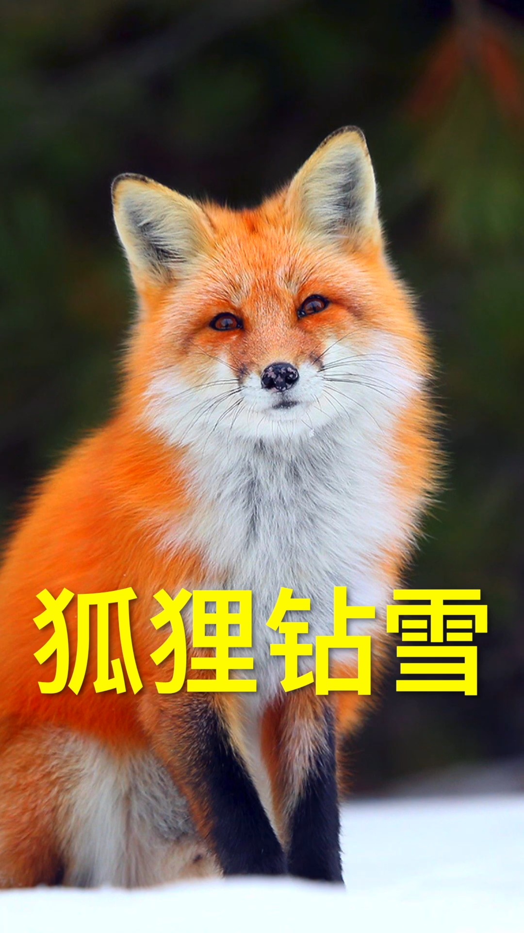 动物搞笑#狐狸腾空跳起钻入雪中,捕捉下面的田鼠等猎物.-度小视