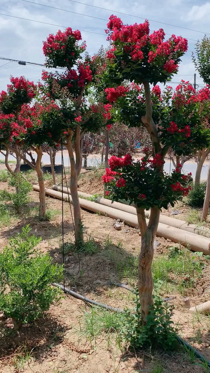 丰满的紫薇花朵,紫薇树,适合庭院种植