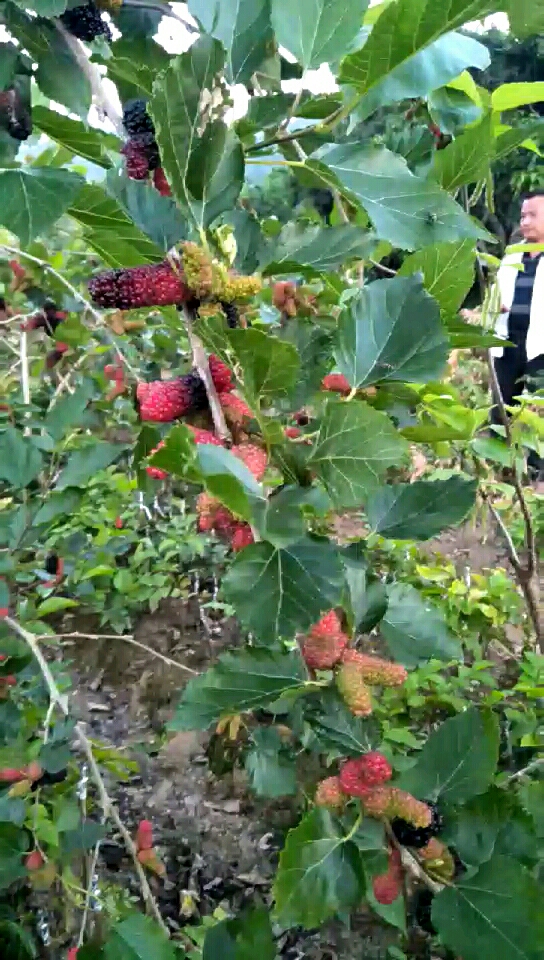 大果桑挂果满满,有喜欢种的吗