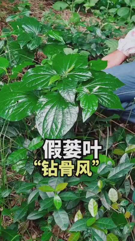 植物假蒌别名钻骨风山蒌毕拔假荖植物