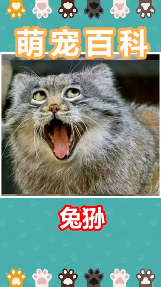 动物世界#这两个铁憨憨的逗比二人组,你喜欢哪一个@?