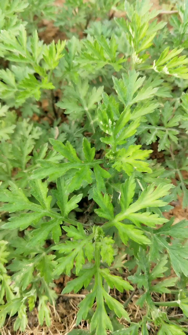 这是蒿还是艾草?有认识的朋友吗?