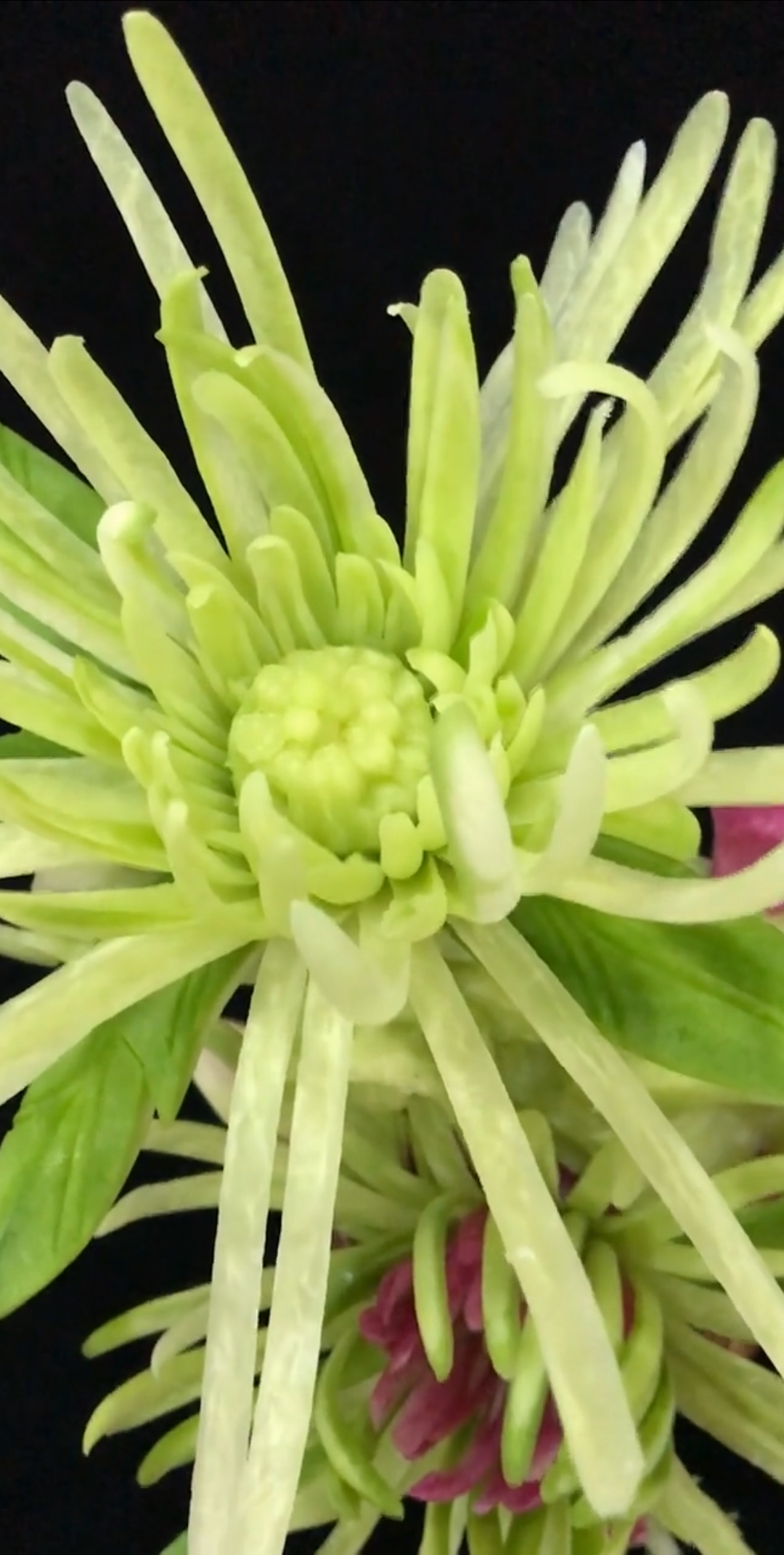 蔬菜雕刻的菊花,太美啦!