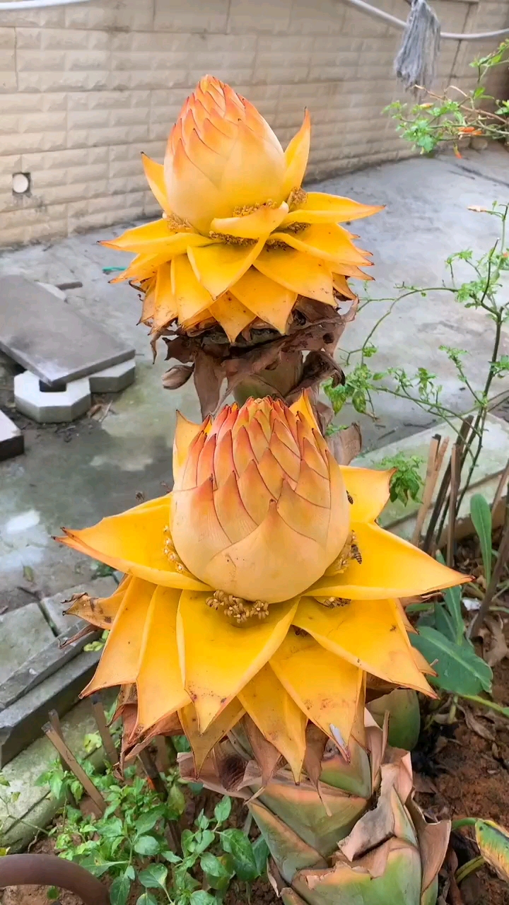 地涌金莲:地涌金莲是佛家的象征,其花语是高贵典雅,万事如意.