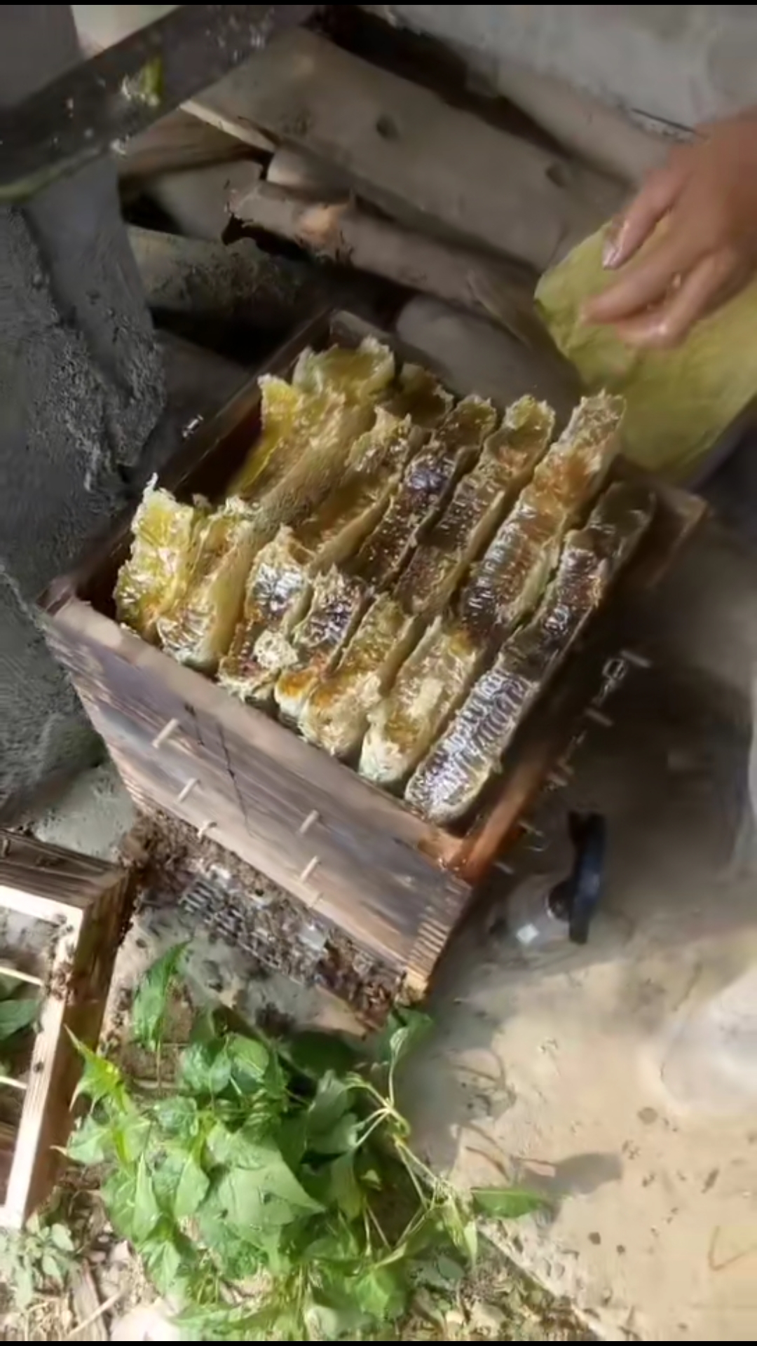 格子箱养出好蜜