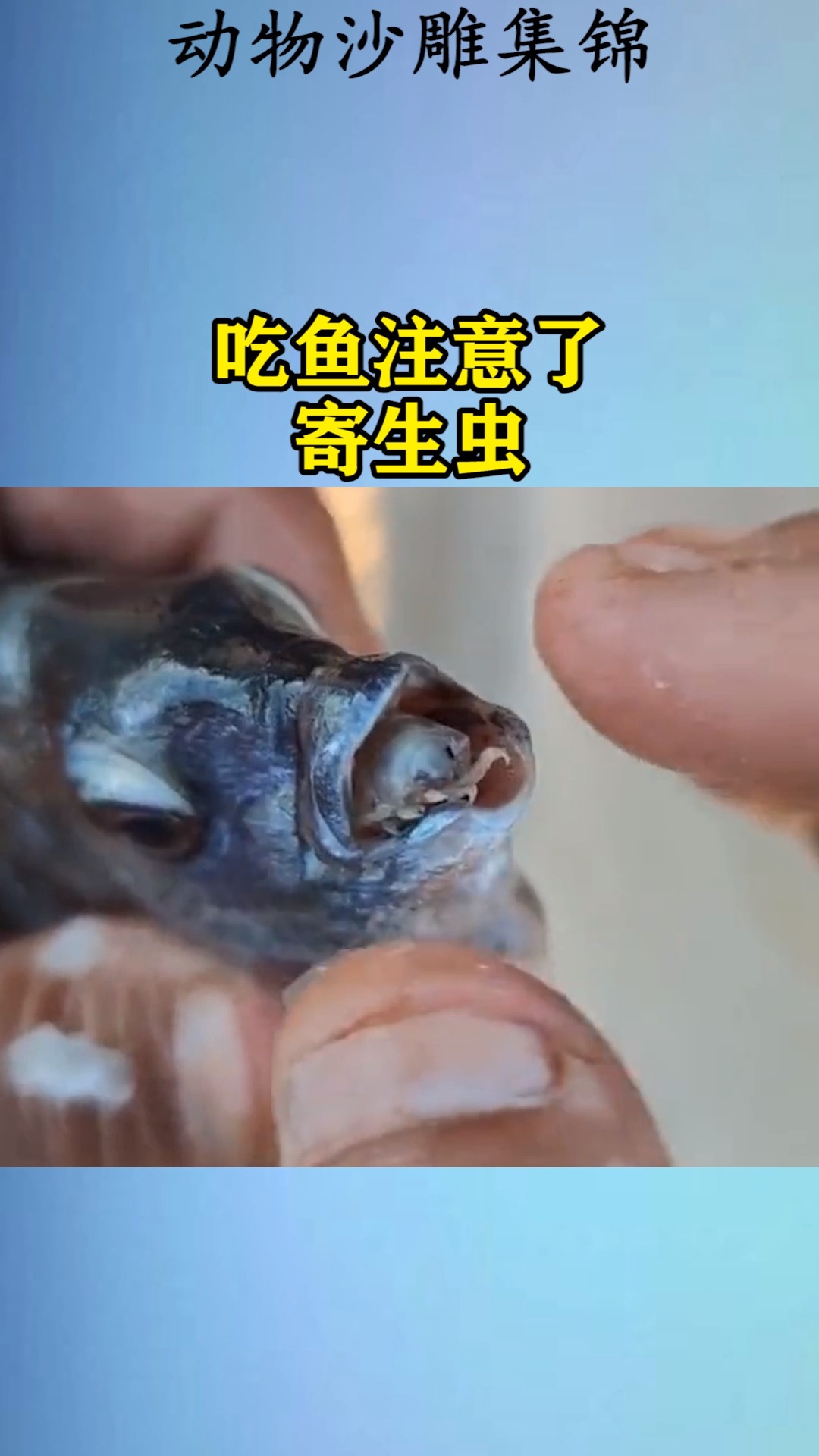 我要上热门#吃鱼注意了,小心寄生虫