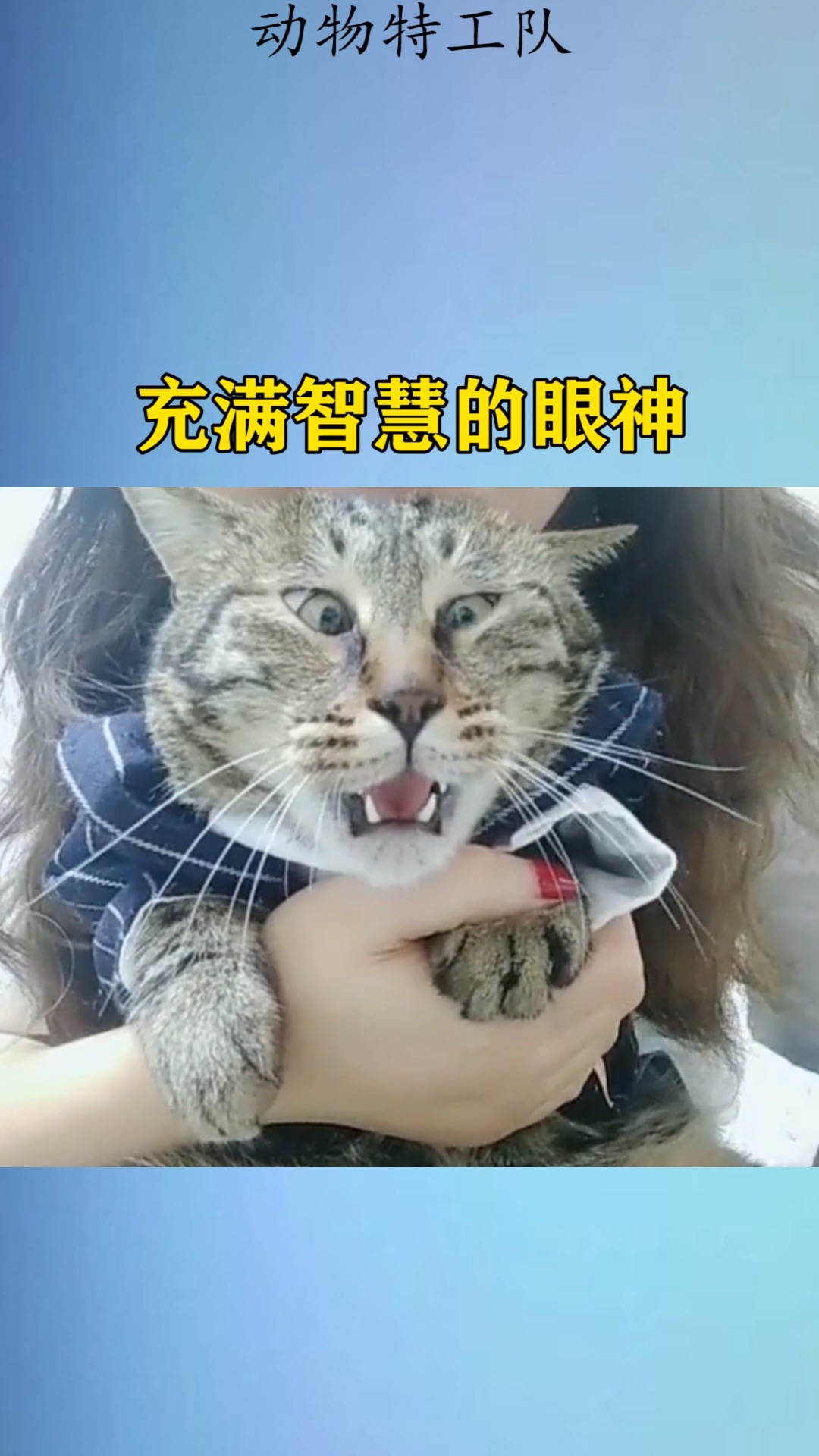 我家萌宠成精了#充满智慧的眼神