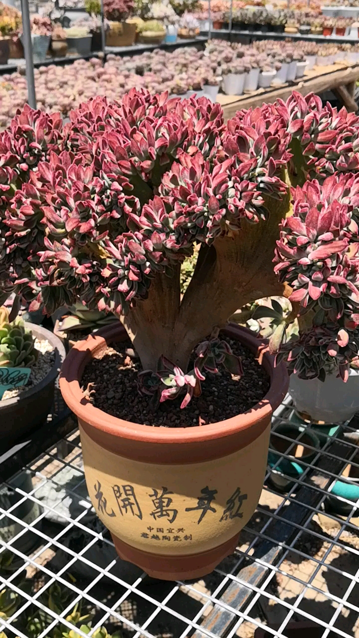 有一种可爱叫多肉!#锦晃星缀化老桩,这个鸡冠造型不错吧!