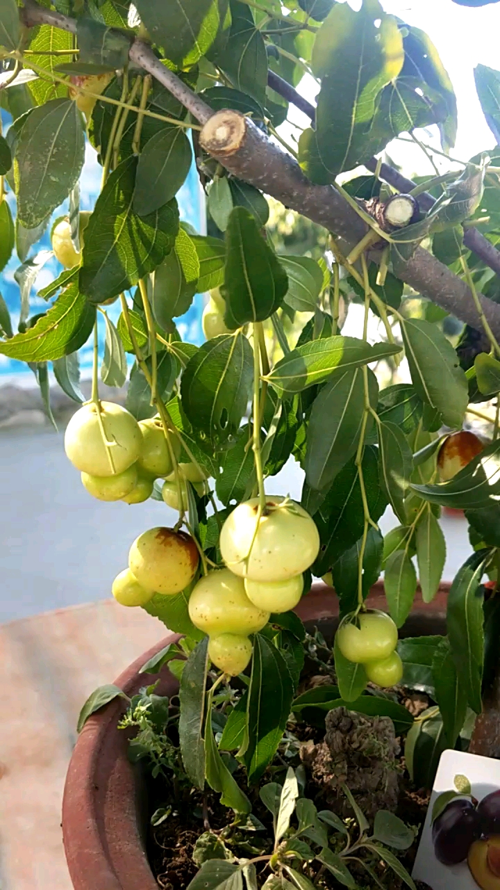 葫芦枣果树盆景