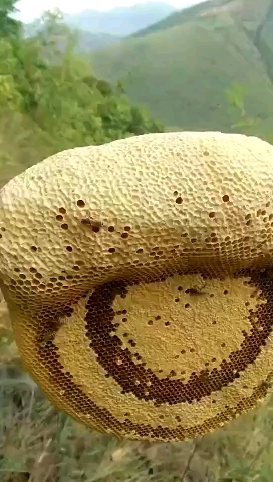 十一月第一窝挂蜂
