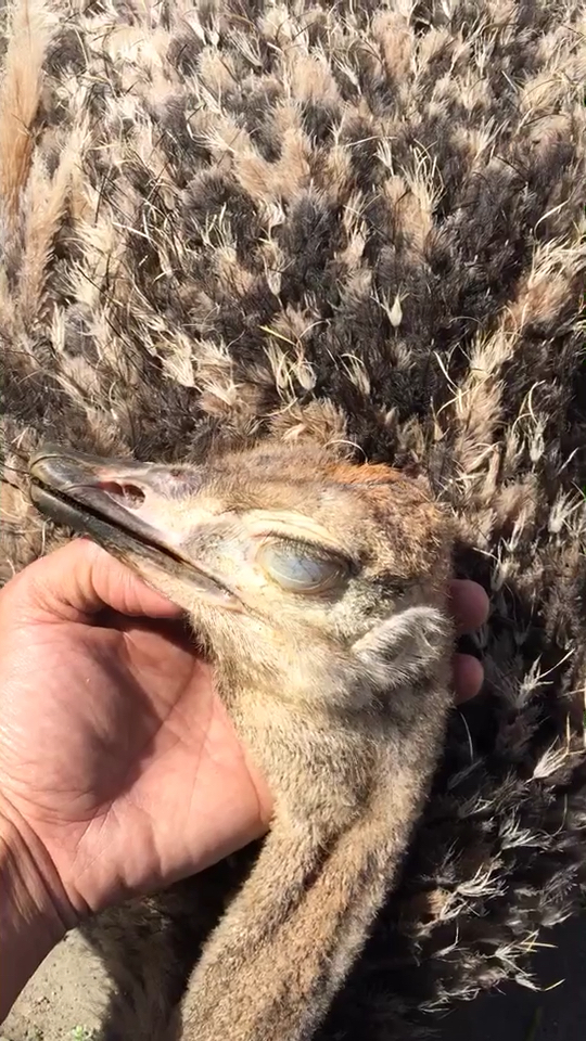 养了三个月,成功给鸵鸟催眠,它睡觉的样子好萌.