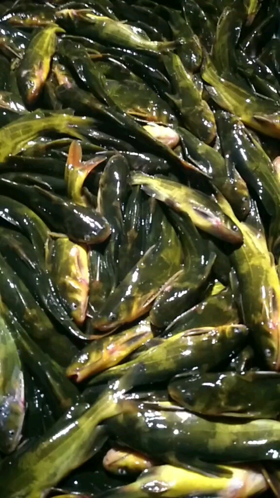 刚出水的江嘎牙子